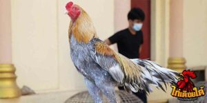 ข่าวไก่ชน