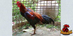 ข่าวไก่ชน