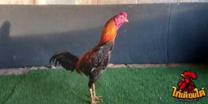 ข่าวไก่ชน