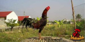 ข่าวไก่ชน