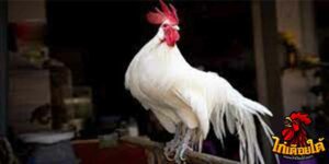 ข่าวไก่ชน