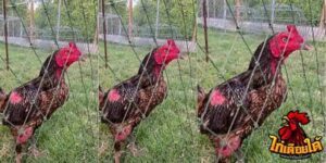 ข่าวไก่ชน