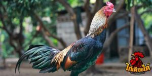 ข่าวไก่ชน