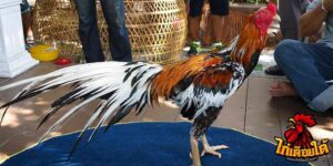 ข่าวไก่ชน