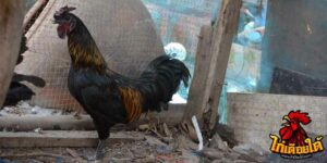 ข่าวไก่ชน