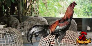 ข่าวไก่ชน