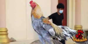ข่าวไก่ชน