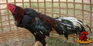 ข่าวไก่ชน