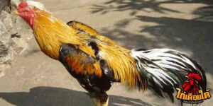ข่าวไก่ชน