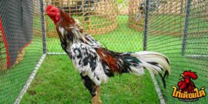 ข่าวไก่ชน