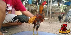 ข่าวไก่ชน