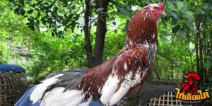 ข่าวไก่ชน