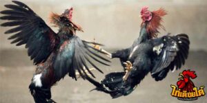 ข่าวไก่ชน