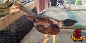 ข่าวไก่ชน