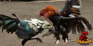 ข่าวไก่ชน