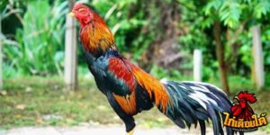 ข่าวไก่ชน