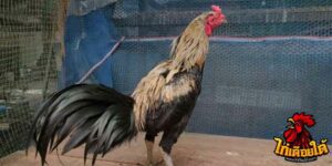 ข่าวไก่ชน