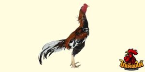 ข่าวไก่ชน