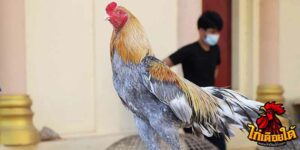 ข่าวไก่ชน