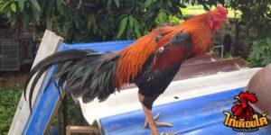 ข่าวไก่ชน