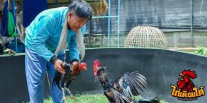 ข่าวไก่ชน