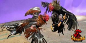 ข่าวไก่ชน
