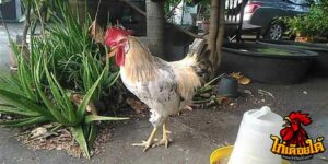 ข่าวไก่ชน