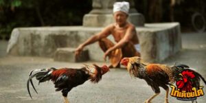 ข่าวไก่ชน