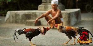 ข่าวไก่ชน