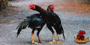 ข่าวไก่ชน