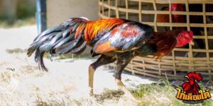 ข่าวไก่ชน