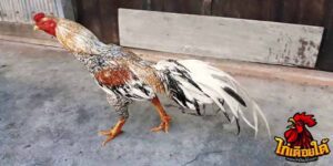 ข่าวไก่ชน