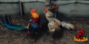 ข่าวไก่ชน