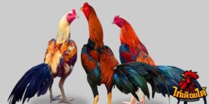 ข่าวไก่ชน
