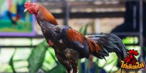 ข่าวไก่ชน