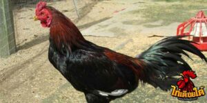 ข่าวไก่ชน
