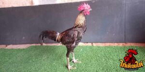 ข่าวไก่ชน