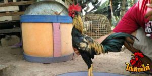 ข่าวไก่ชน