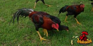 ข่าวไก่ชน