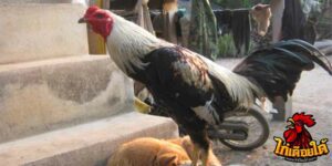 ข่าวไก่ชน