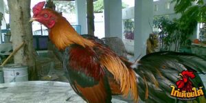 ข่าวไก่ชน
