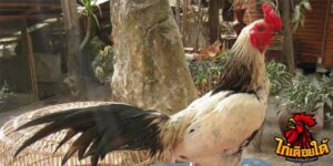 ข่าวไก่ชน