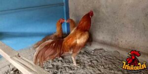 ข่าวไก่ชน