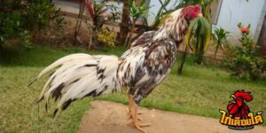 ข่าวไก่ชน