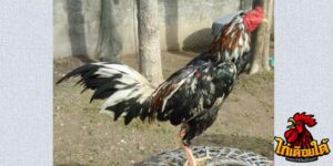 ข่าวไก่ชน