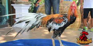 ข่าวไก่ชน