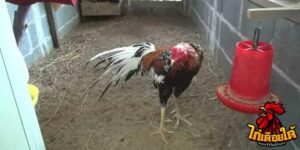 ข่าวไก่ชน