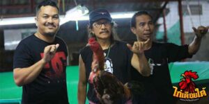 ข่าวไก่ชน