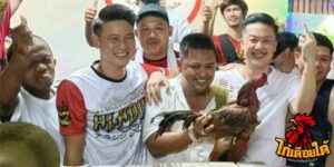 ข่าวไก่ชน