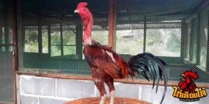 ข่าวไก่ชน